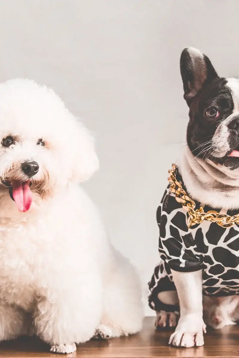 Pet-friendly taxi travel Perth